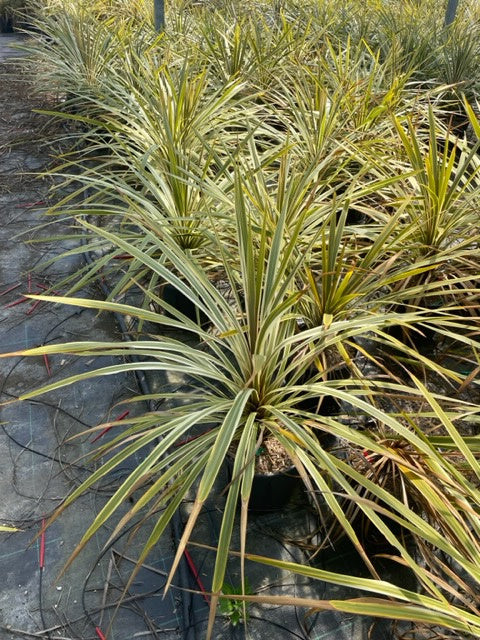 CORDYLINE australis 'Trio'