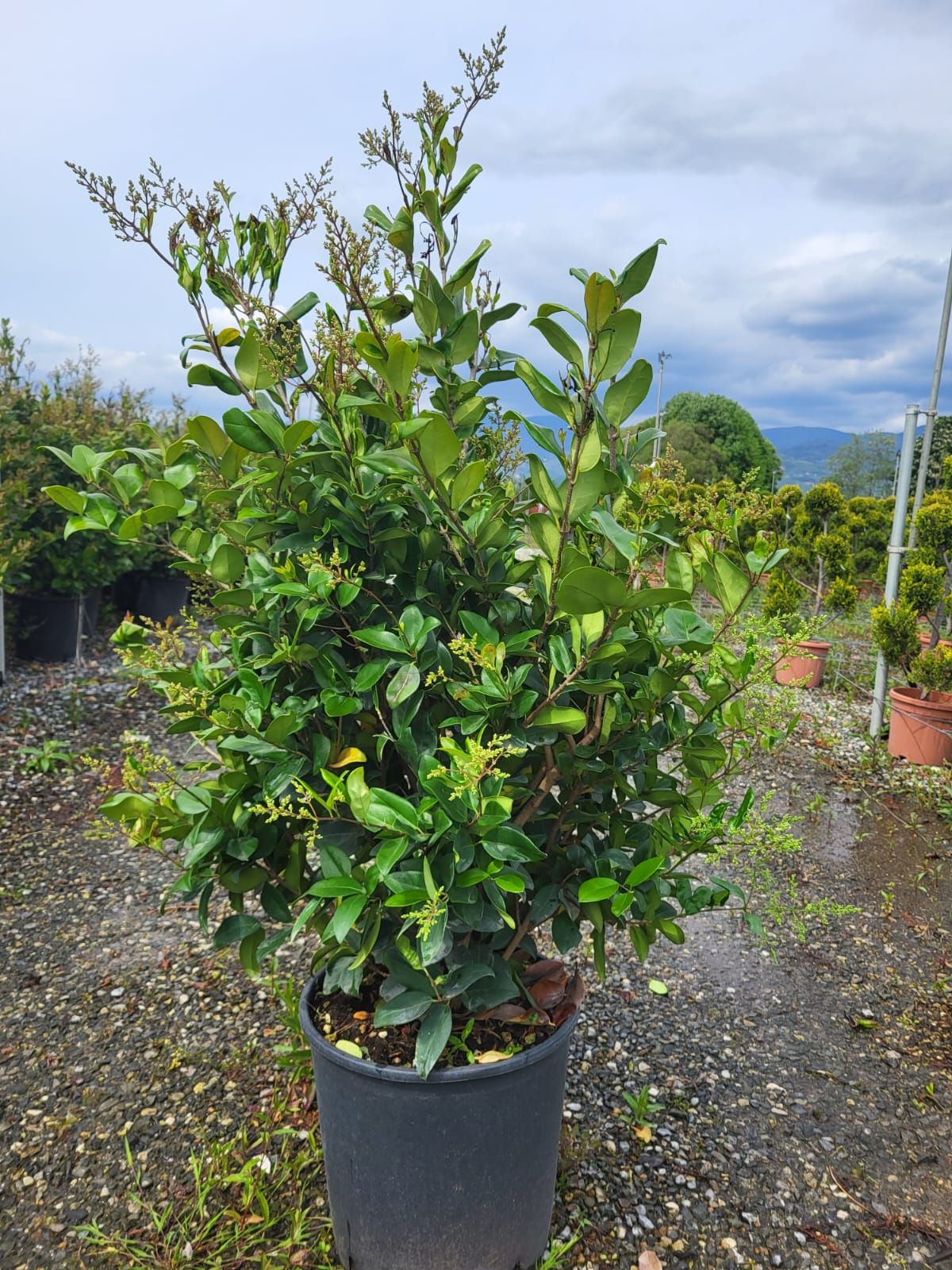 LIGUSTRUM texanum 'Fastigiata'