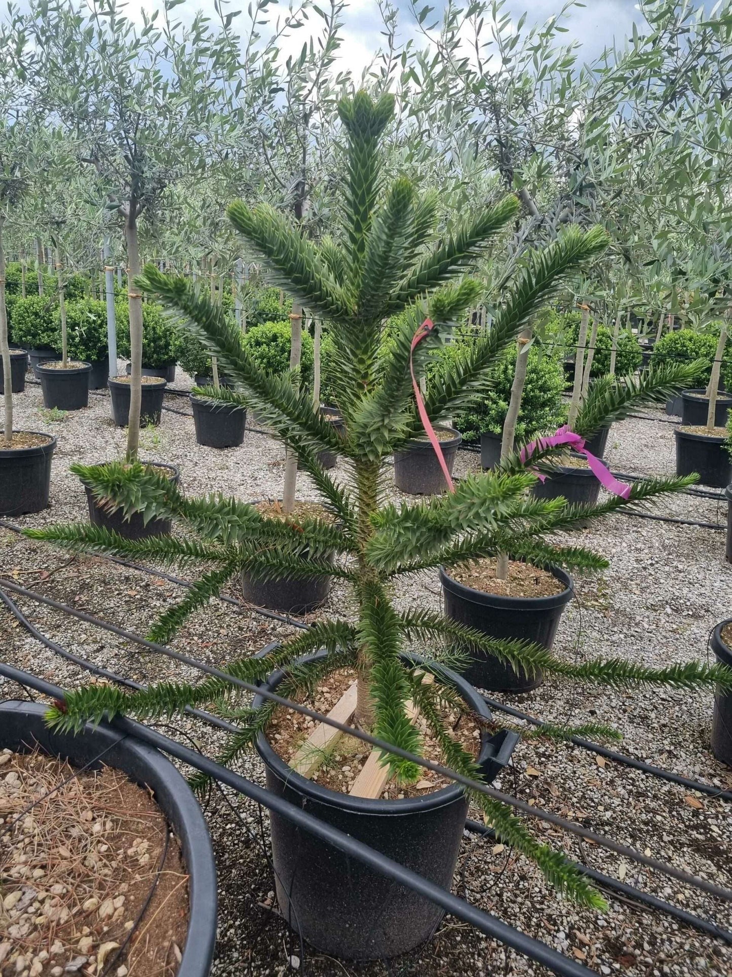 ARAUCARIA excelsa
