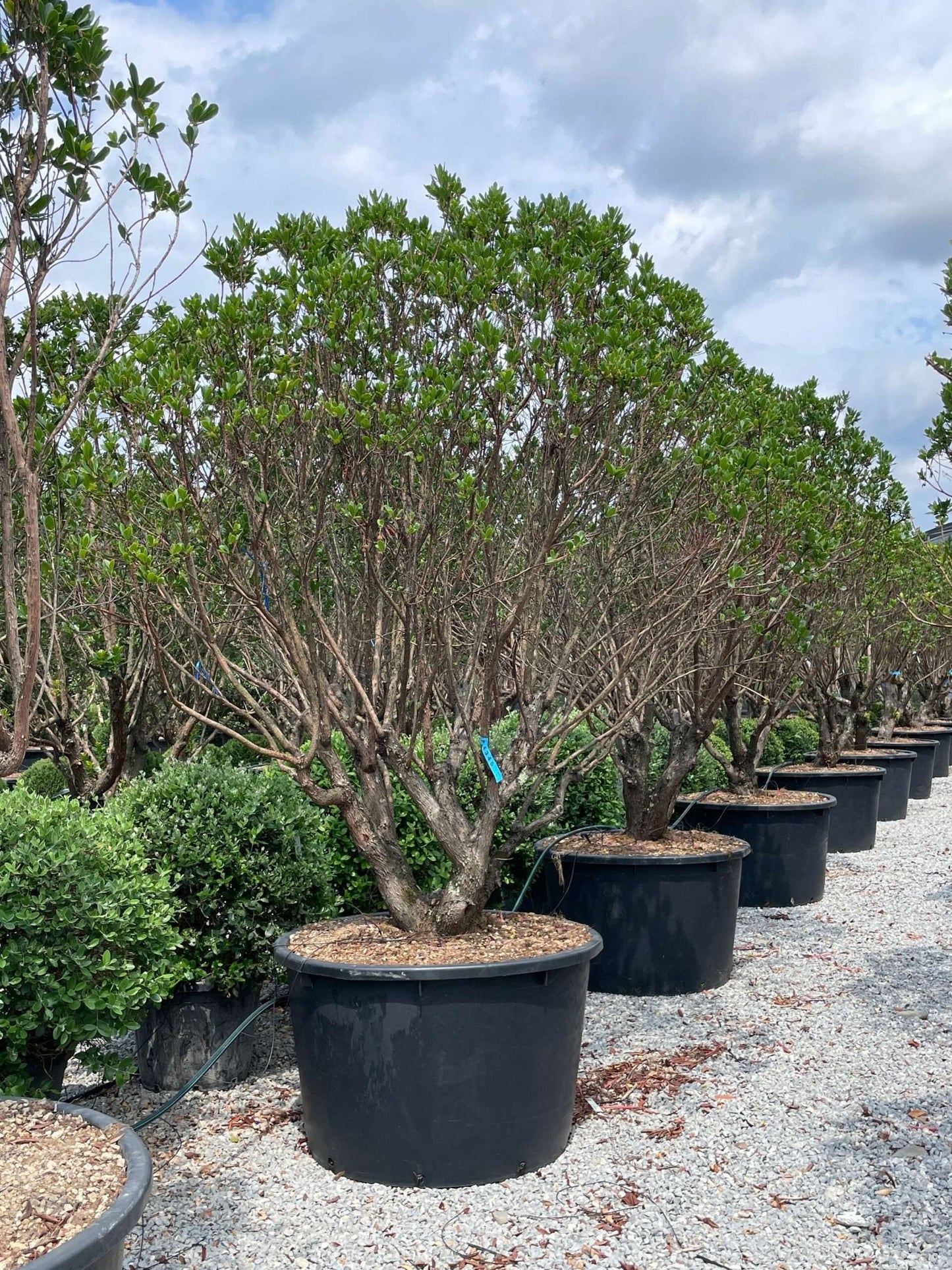 ARBUTUS unedo 'Compacta'