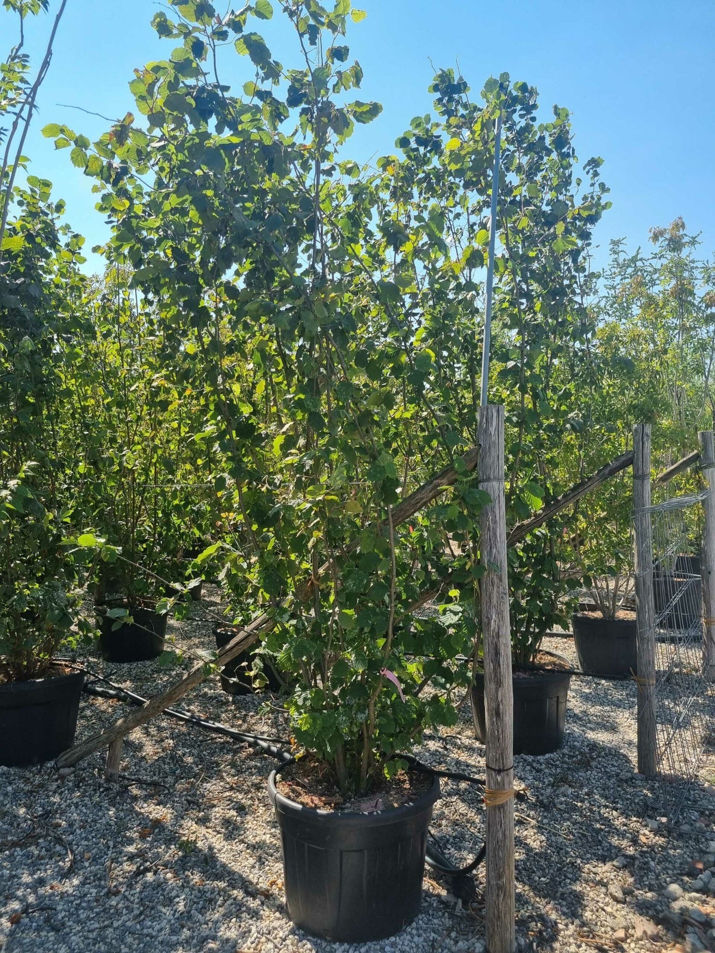 CORYLUS avellana 'Contorta'
