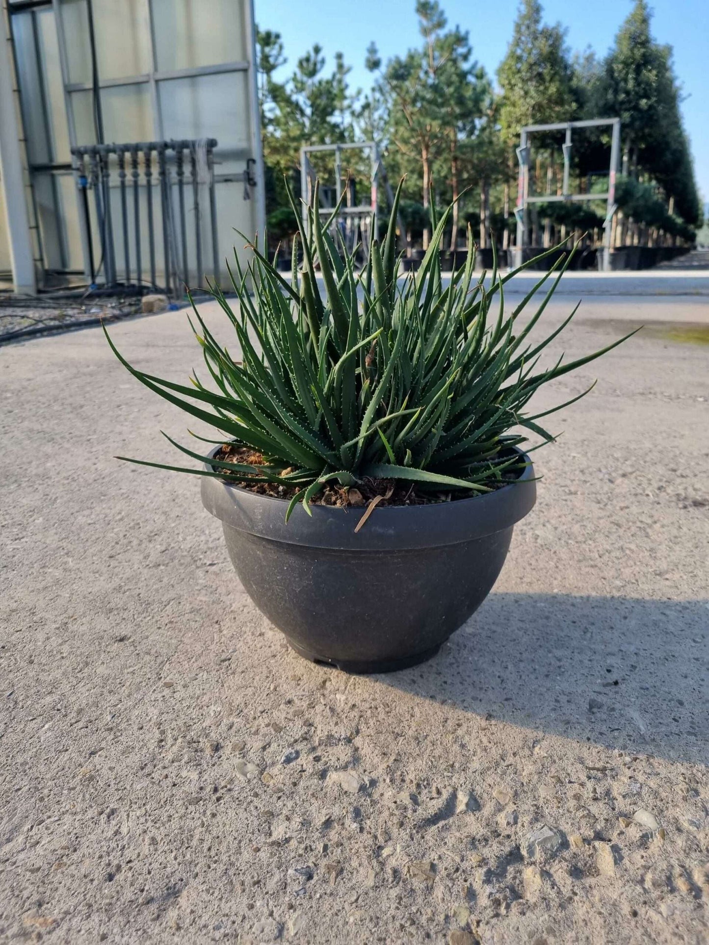 ALOE arborescens