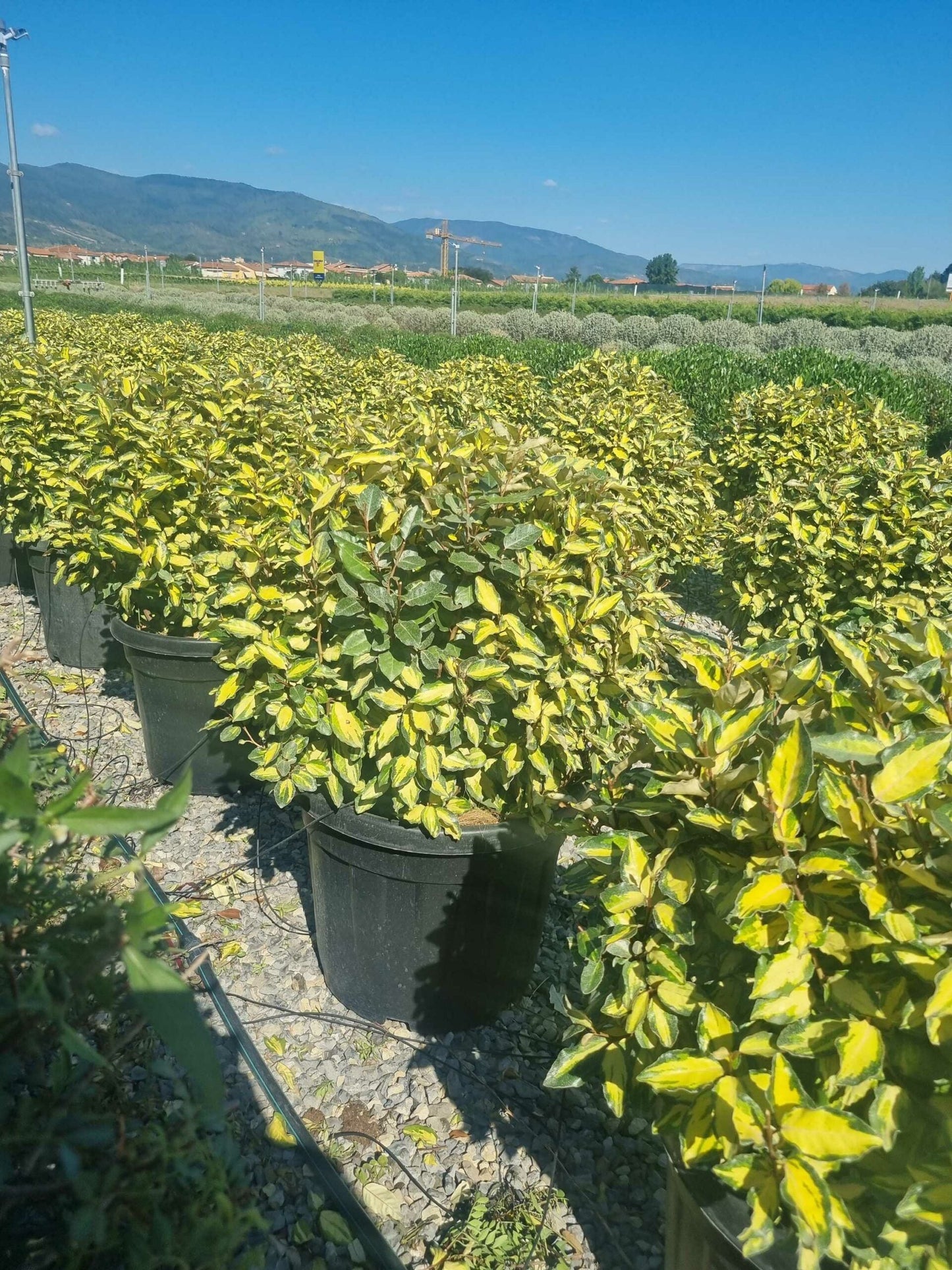 ELAEAGNUS x ebbingei 'Viveleg' ®