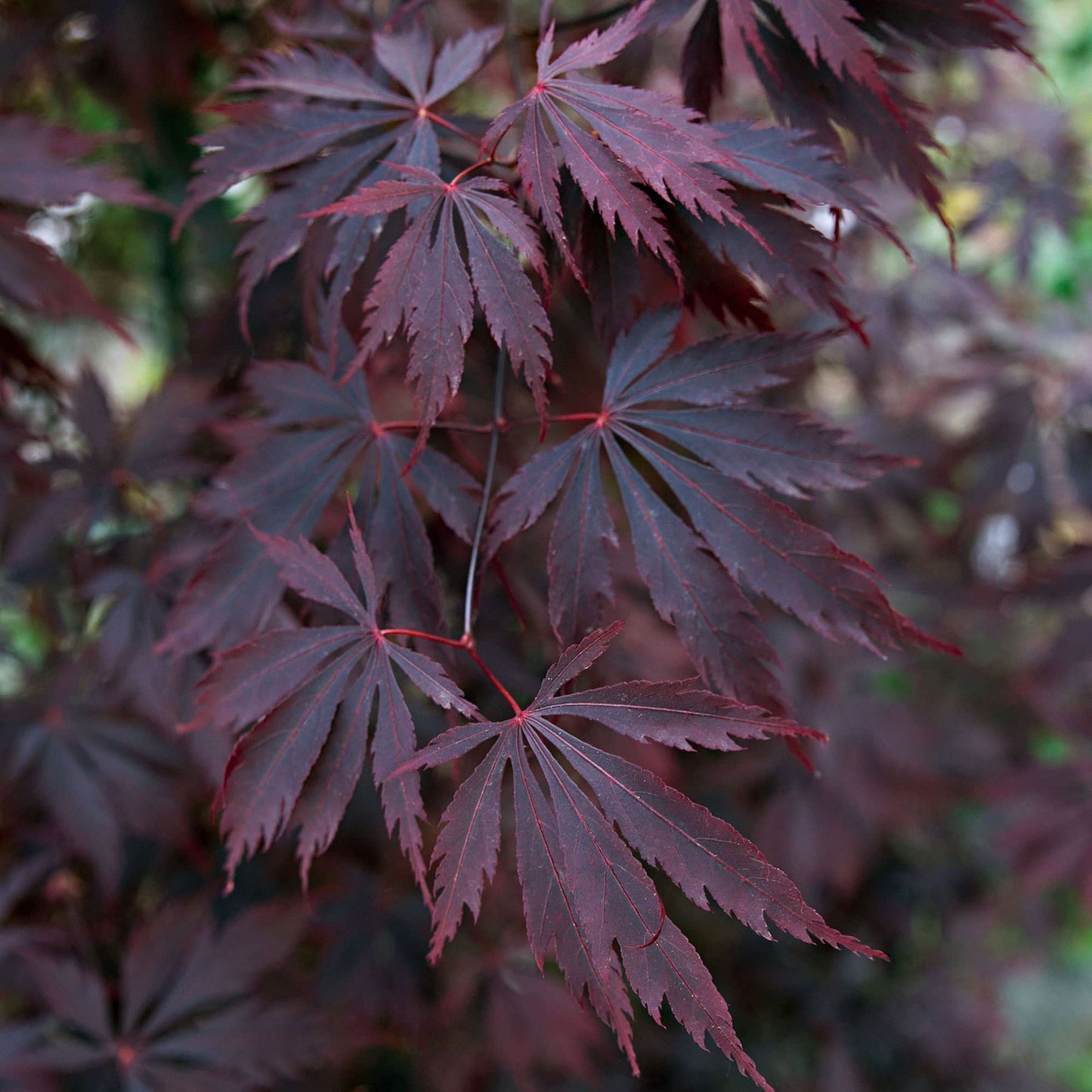 ACER palmatum 'Black Lace' ®