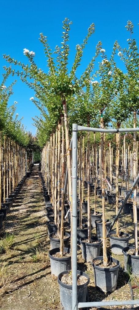 LAGERSTROEMIA indica 'Black Diamond ® Best Red'
