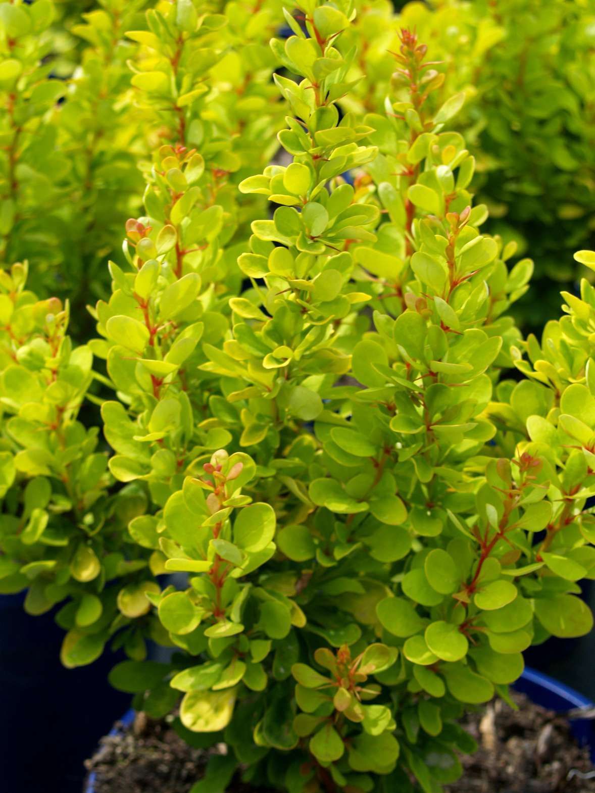 BERBERIS thunbergii 'Golden Rocket' ®