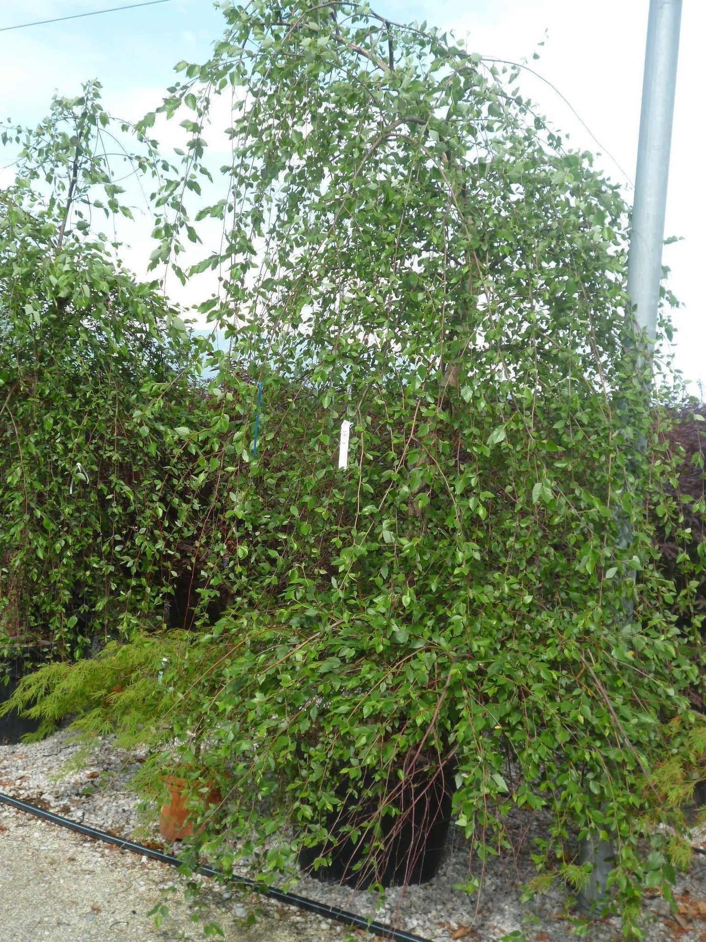 BETULA nigra 'Summer cascade'