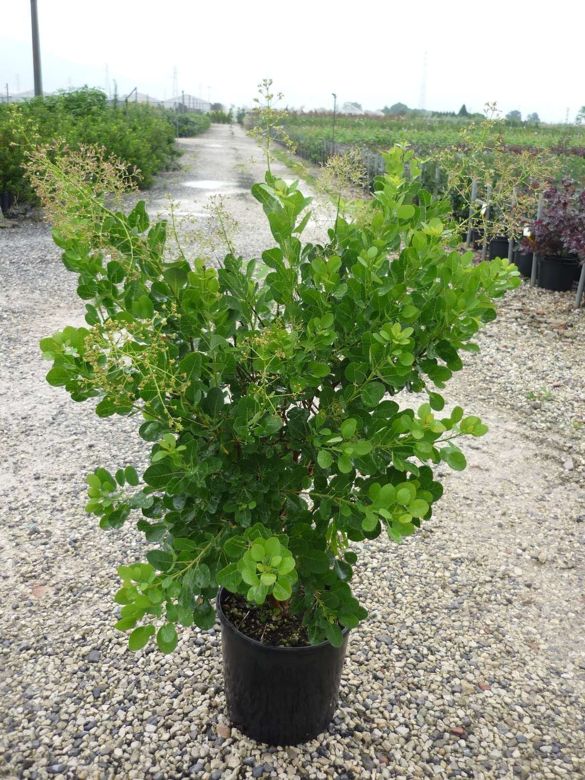 COTINUS coggygria 'Young Lady' ®
