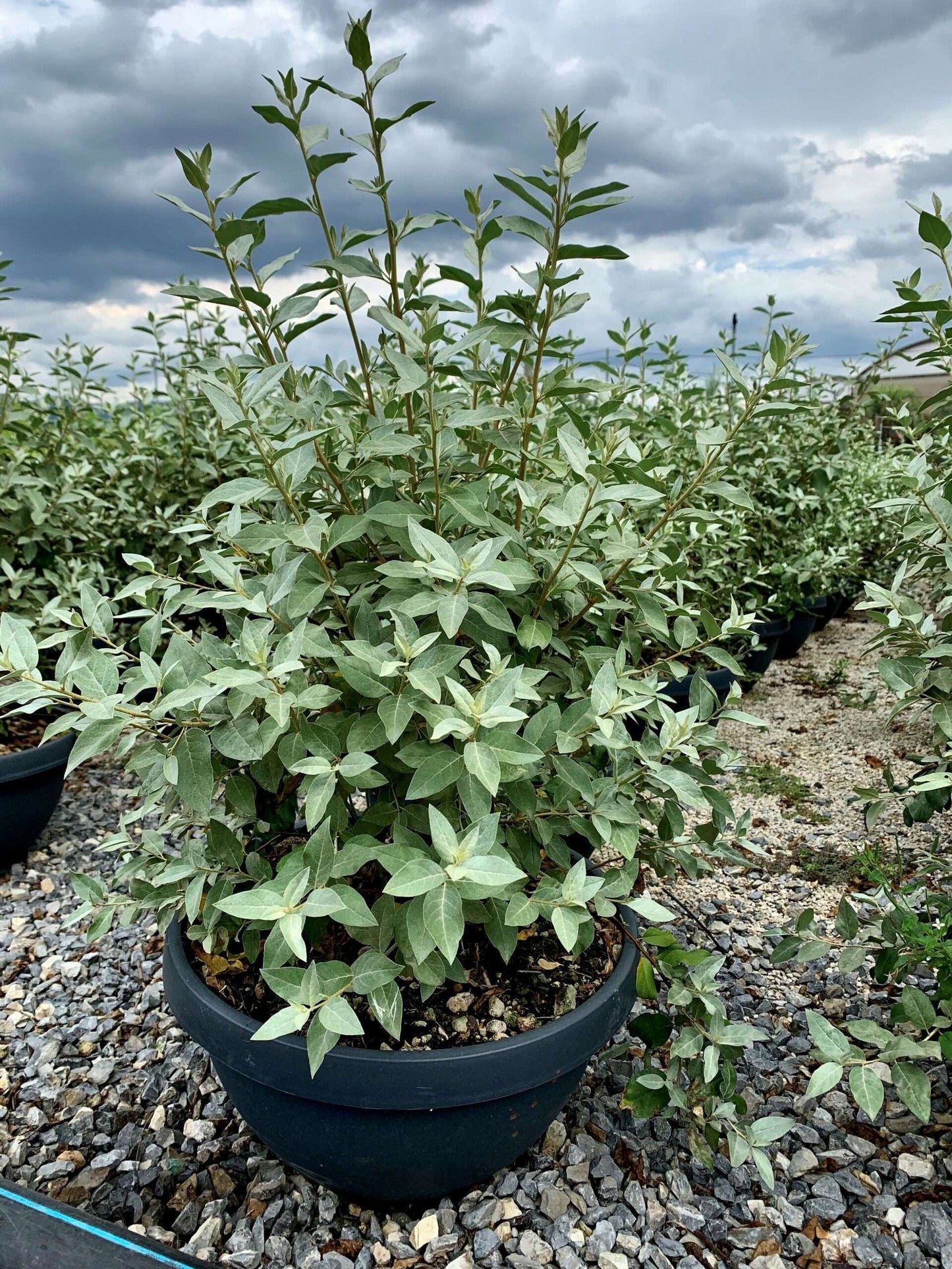 ELAEAGNUS angustifolia 'Caspica'