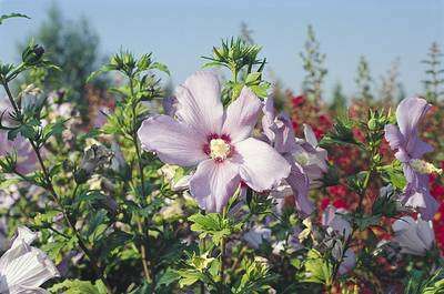 HIBISCUS syriacus 'China Chiffon' ®