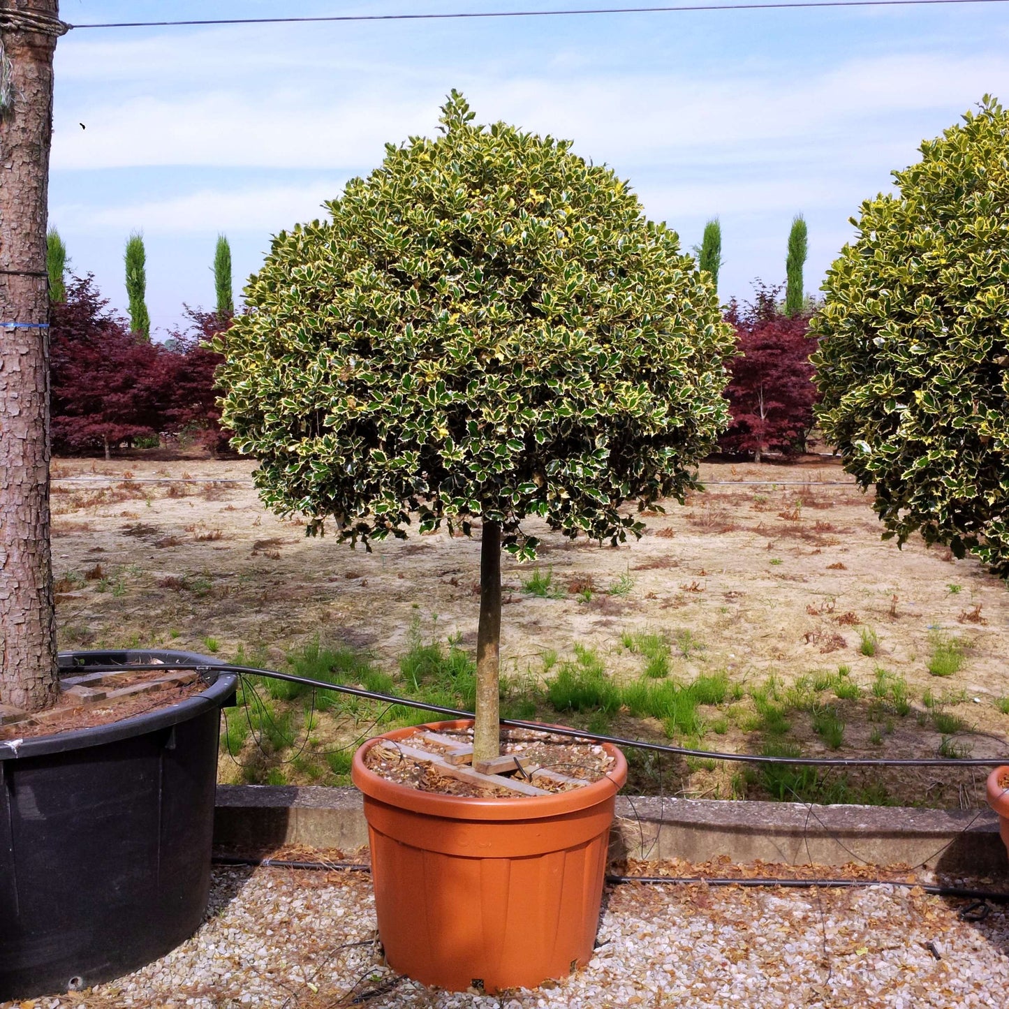 ILEX aquifolium 'Argenteomarginata'
