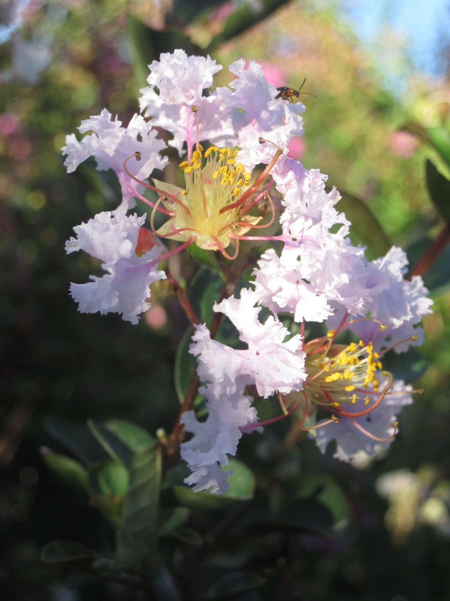 LAGERSTROEMIA indica 'Petite Snow'