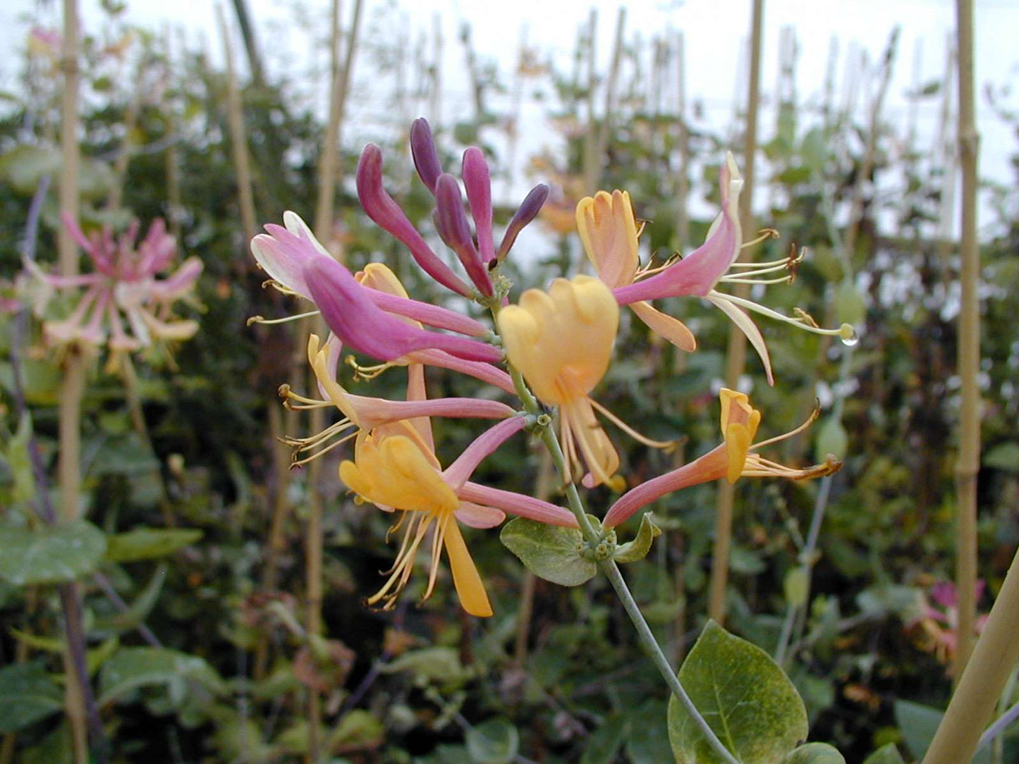 LONICERA x heckrottii 'Goldflame'