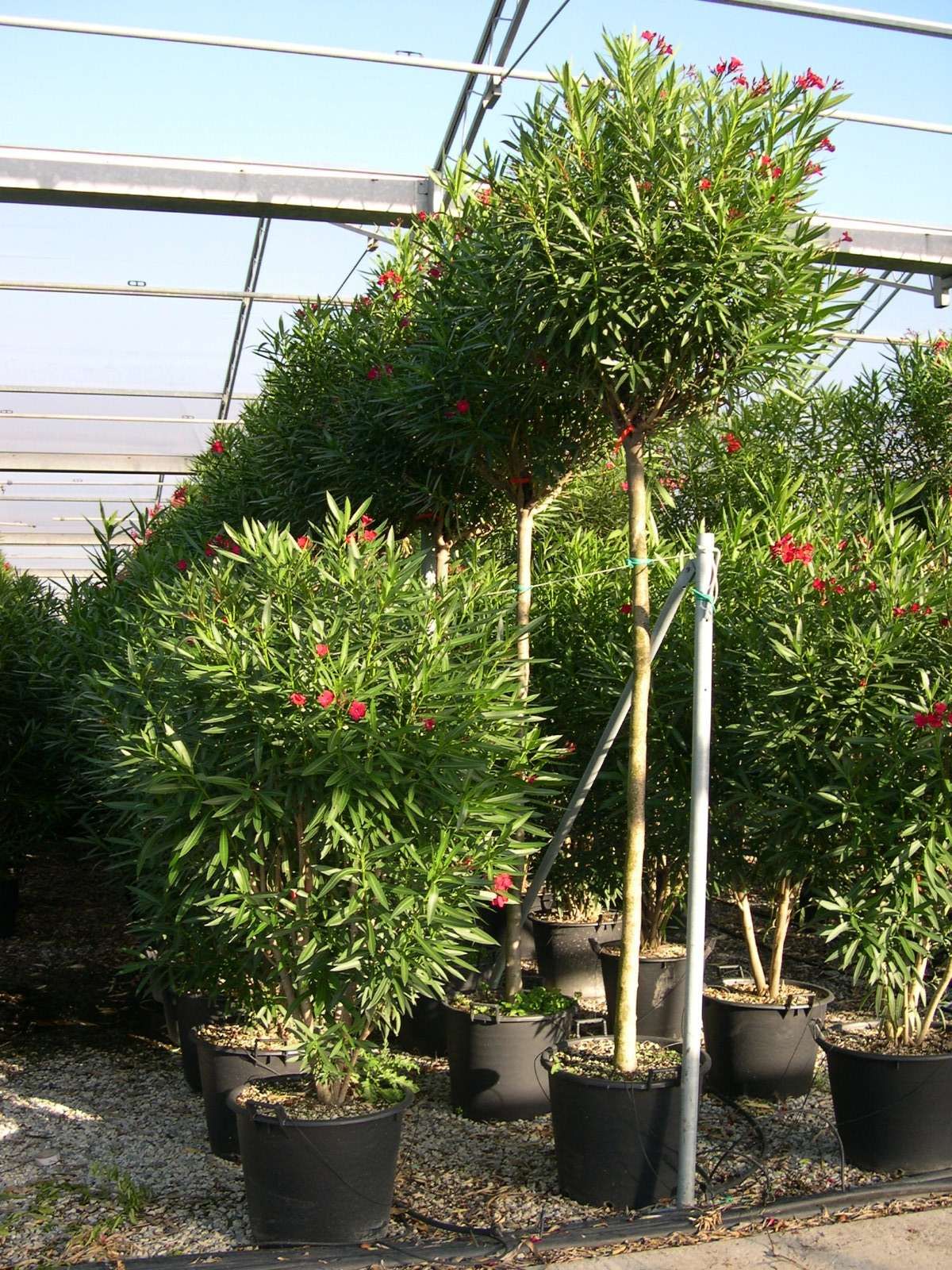 NERIUM oleander