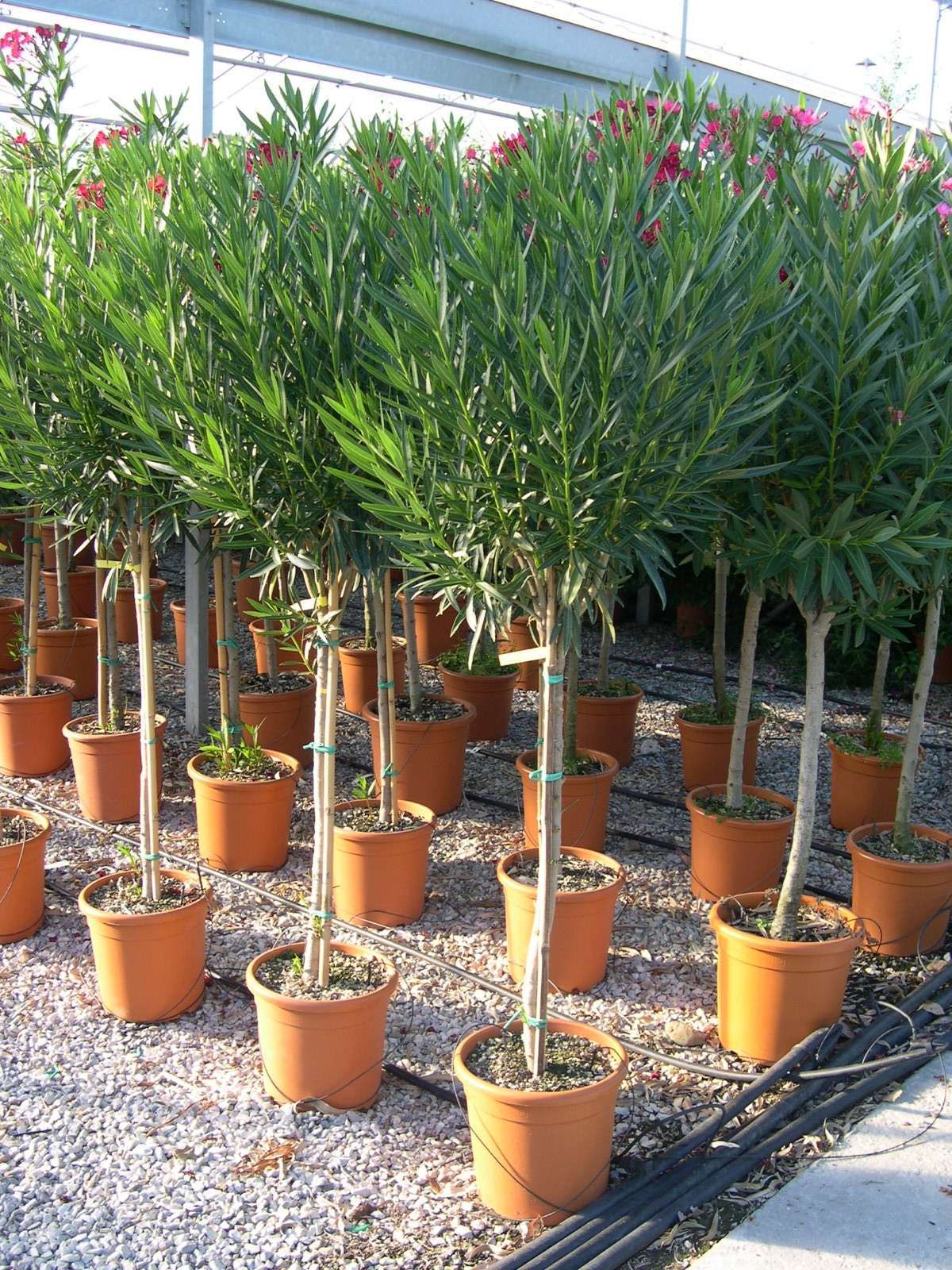 NERIUM oleander 'Nana'