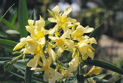 NERIUM oleander 'Giallo Doppio'