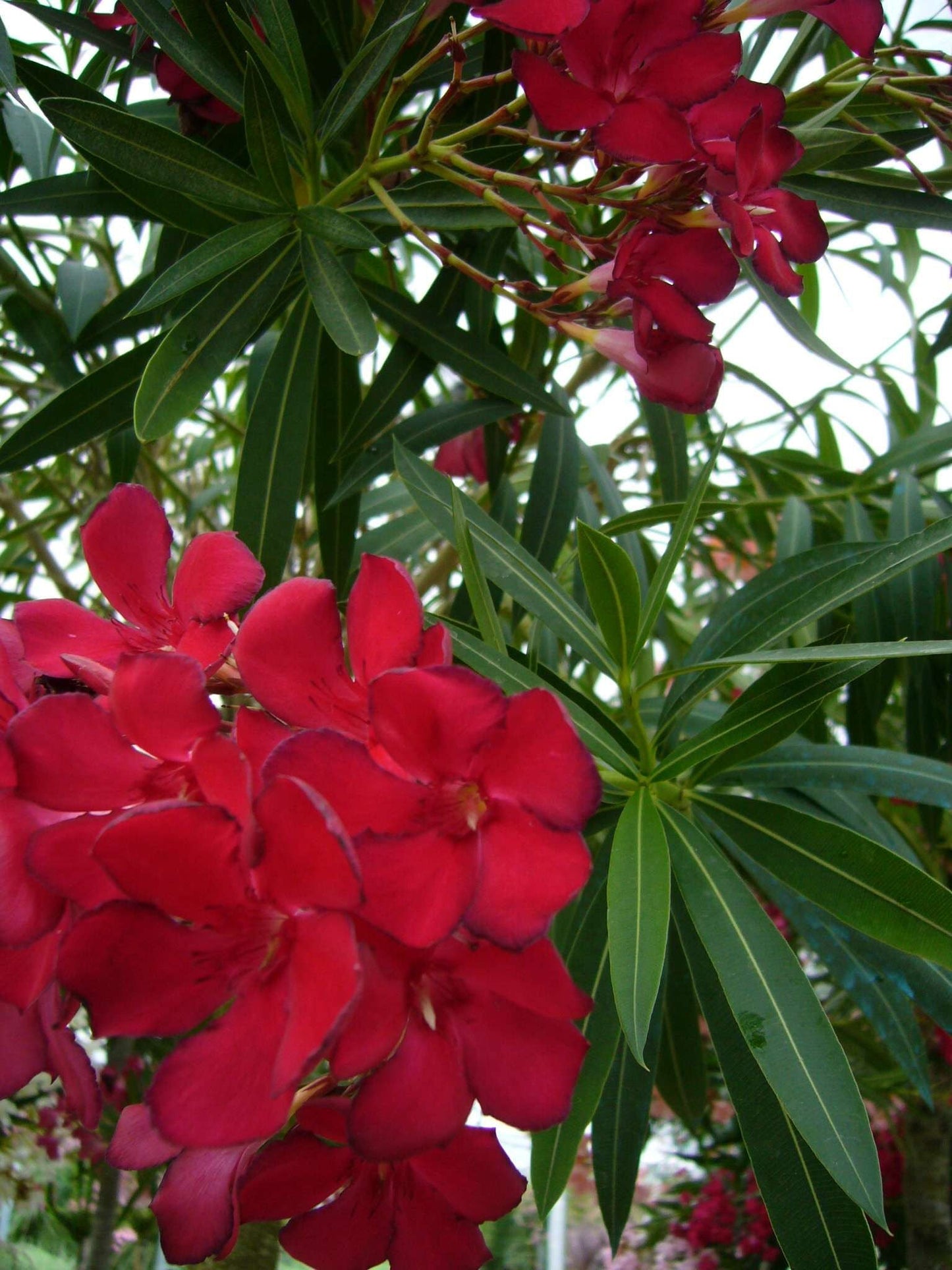 NERIUM oleander 'Rosso Doppio'