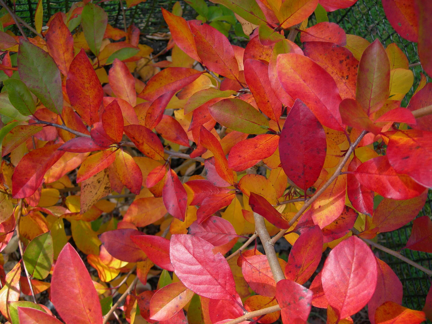NYSSA sylvatica 'Sheffield Park'