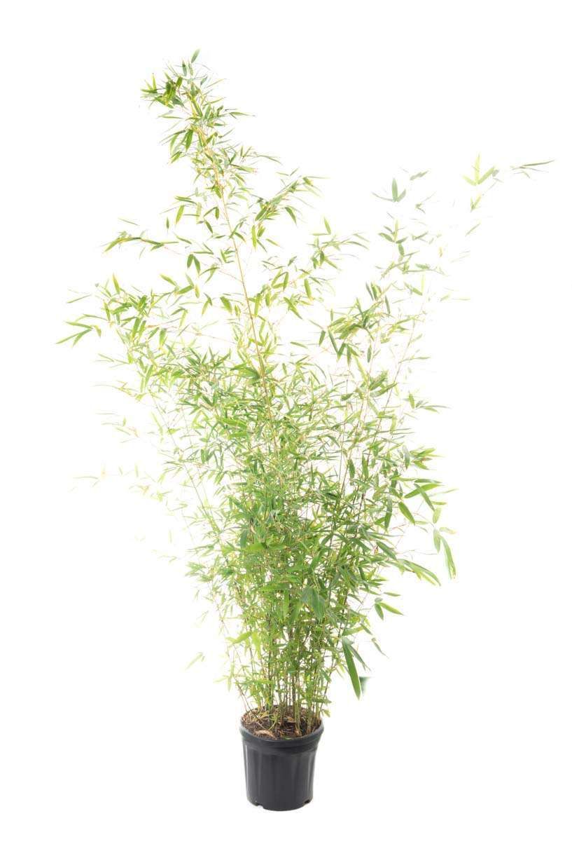BAMBUSA Phyllostachys aurea