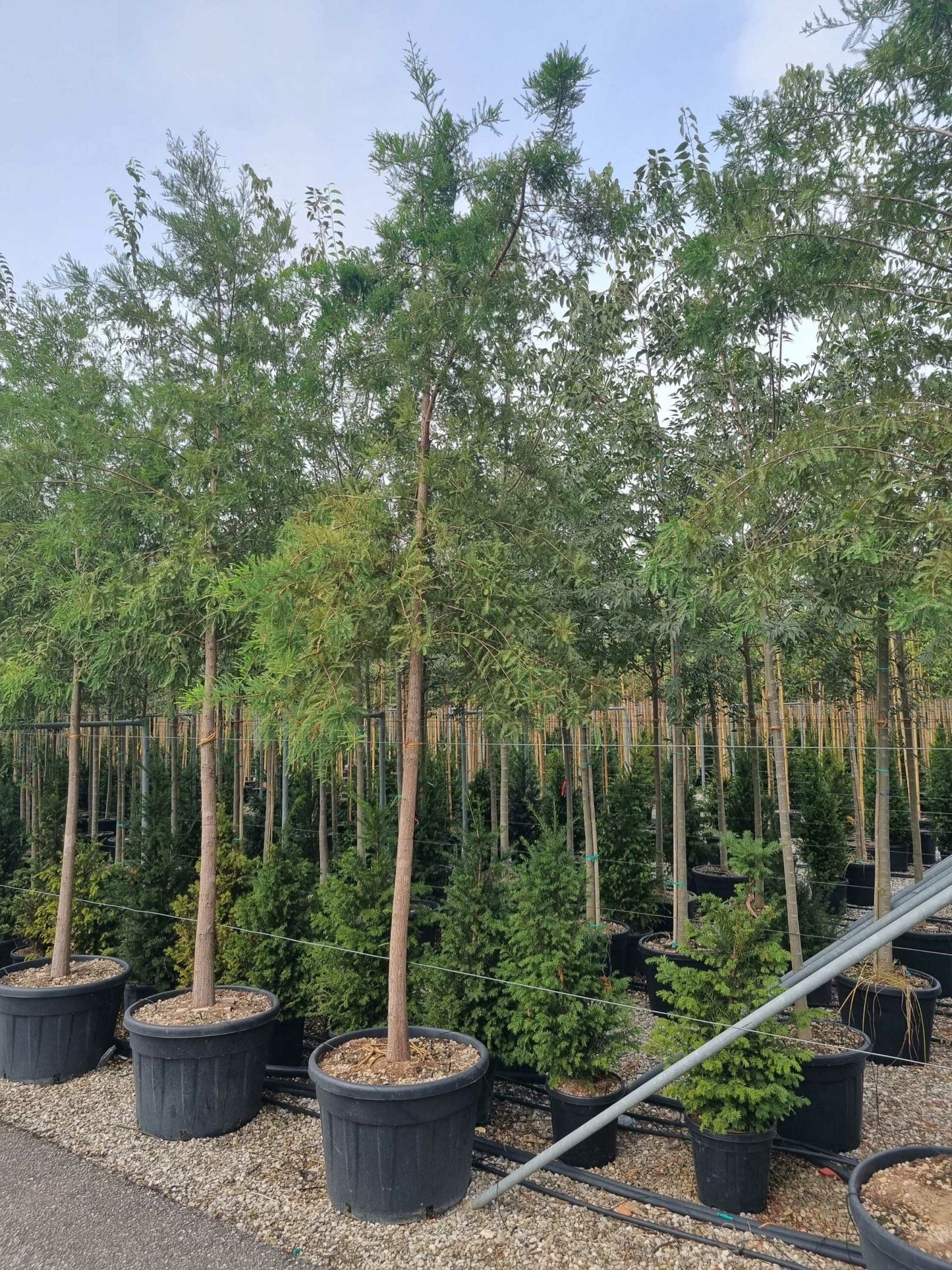 METASEQUOIA glyptostroboides 'Hamlet's Broom'