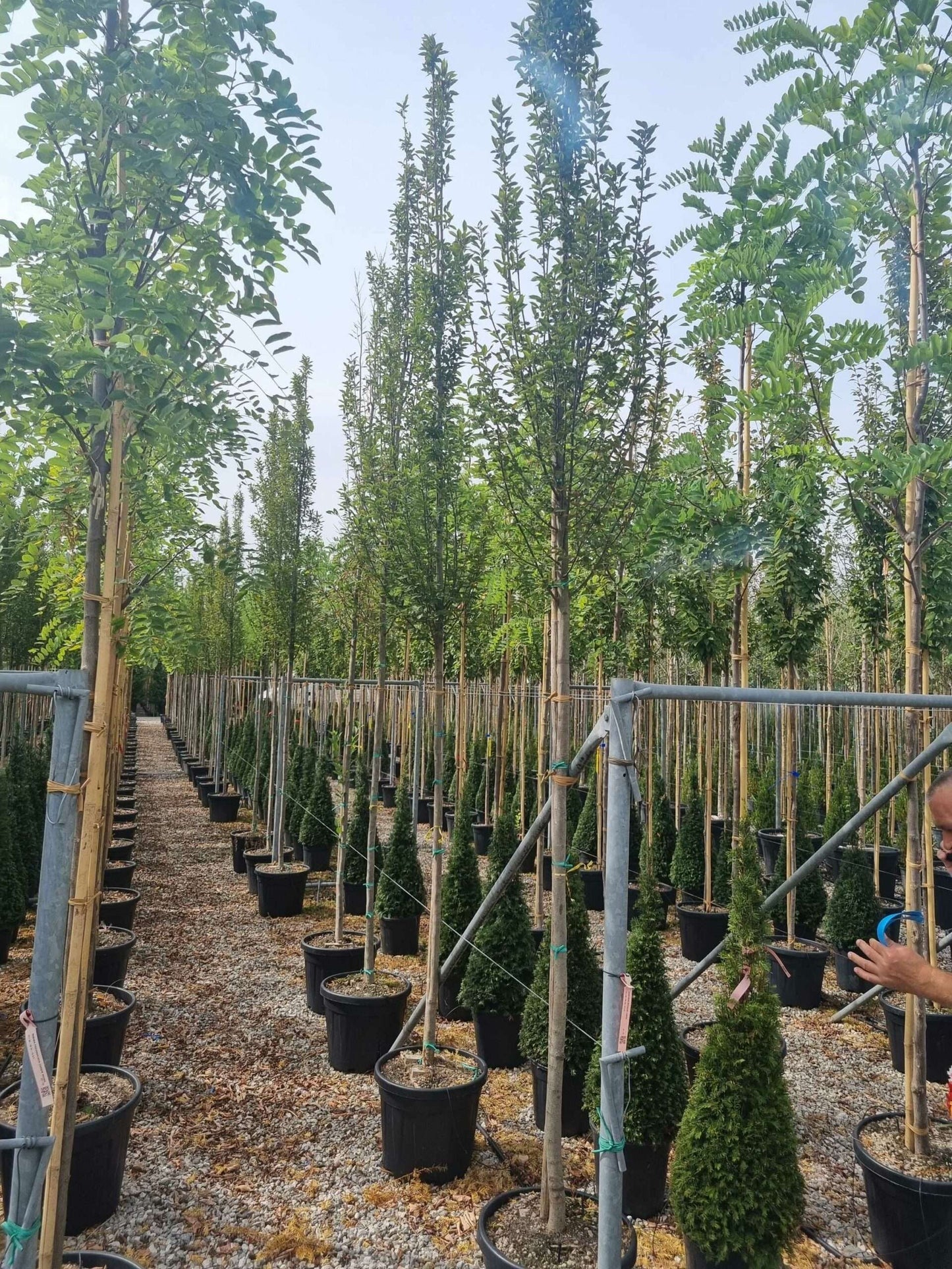 CARPINUS betulus 'Monumentalis'