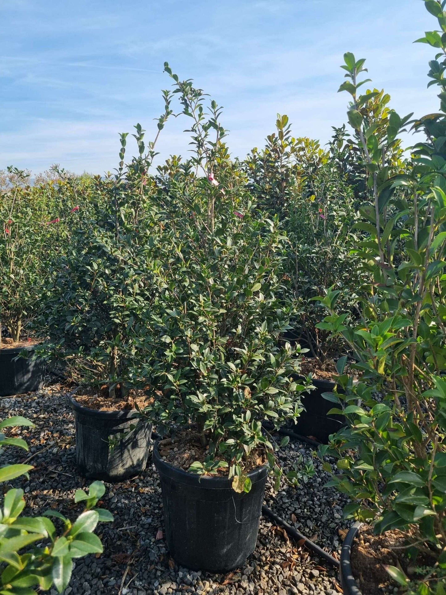 CAMELLIA sasanqua 'Immacolata'