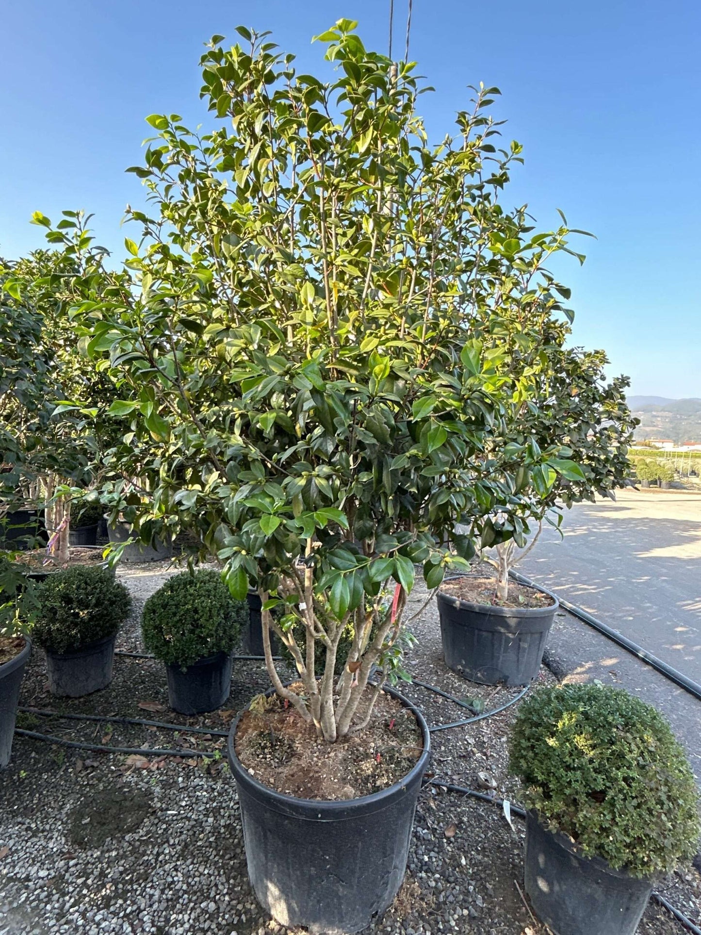 CAMELLIA japonica 'Snow Ball'