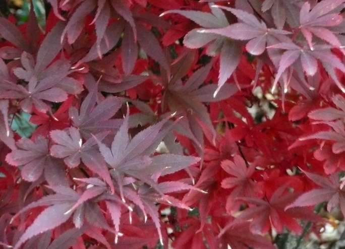 ACER palmatum 'Skeeter's Broom'