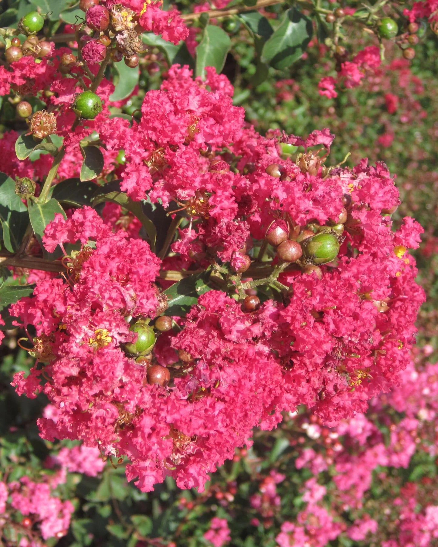 LAGERSTROEMIA x 'Caroline Beauty'