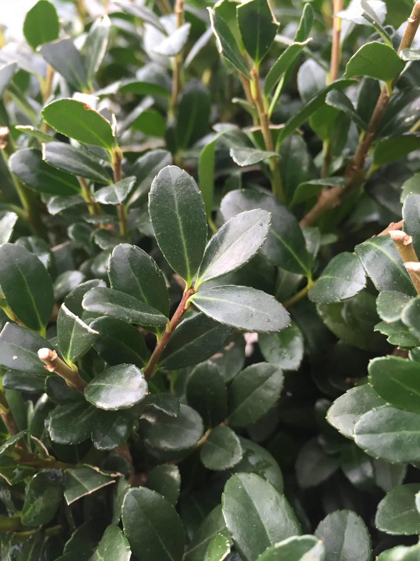 ILEX crenata 'Buxifolia'