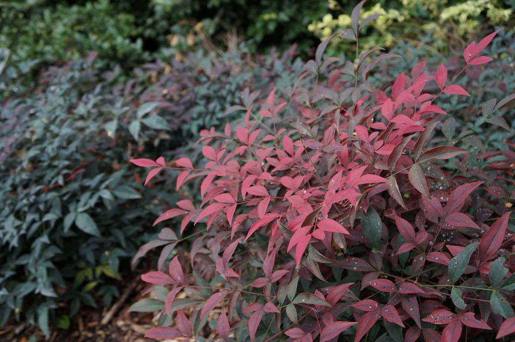 NANDINA domestica 'Flirt' ®