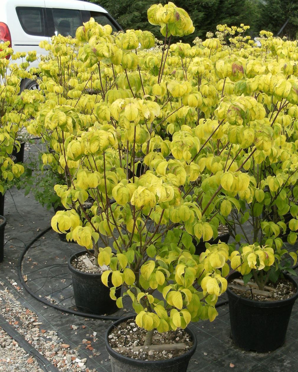 CORNUS florida 'Clear Moon'