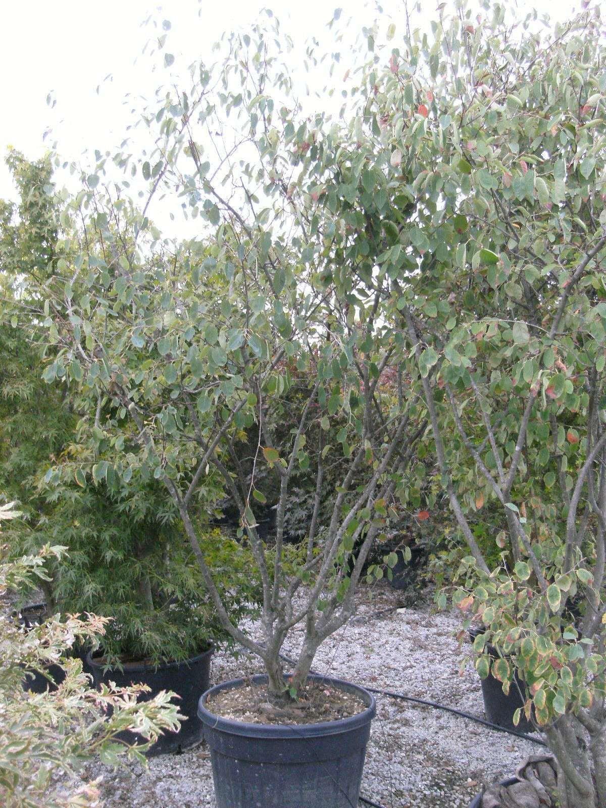 AMELANCHIER lamarckii