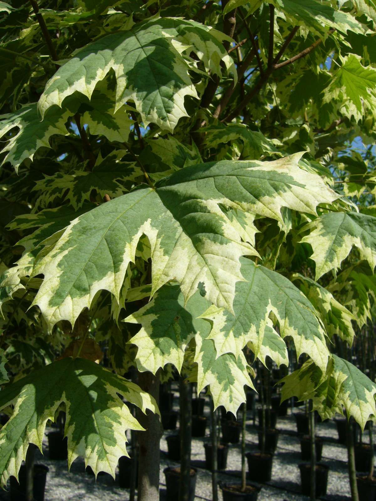 ACER platanoides 'Drummondii'