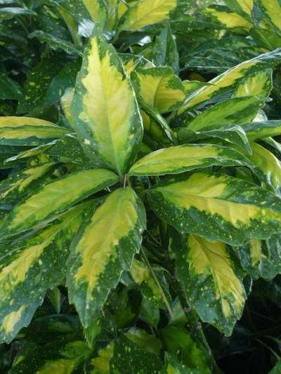 AUCUBA japonica 'Picturata'