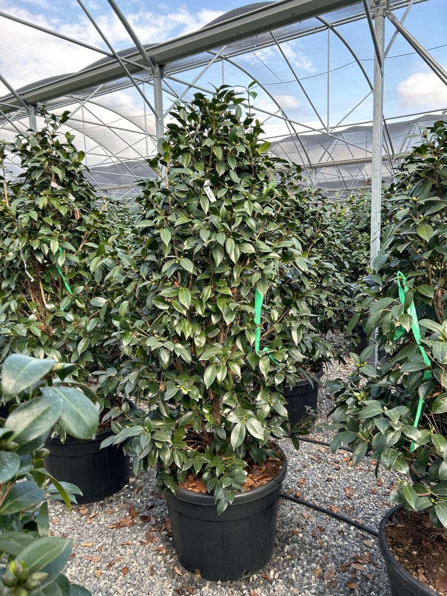 CAMELLIA japonica 'Bonomiana Nova'