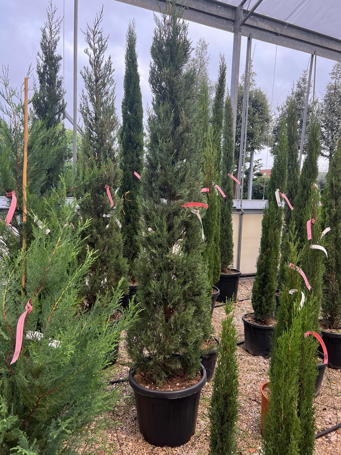CUPRESSUS sempervirens 'Bolgheri'