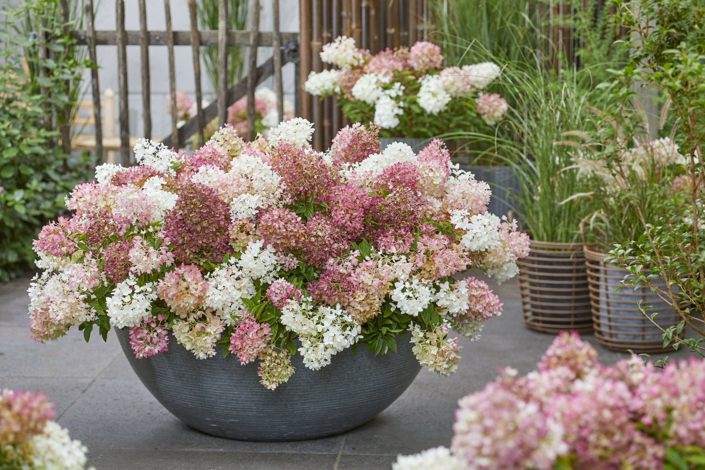 HYDRANGEA paniculata 'Groundbreaker ® Blush'