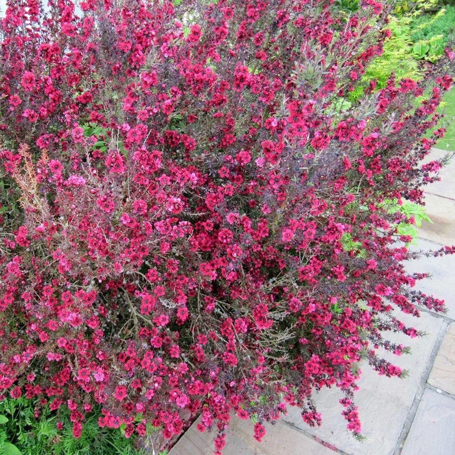 LEPTOSPERMUM 'Coral Candy'