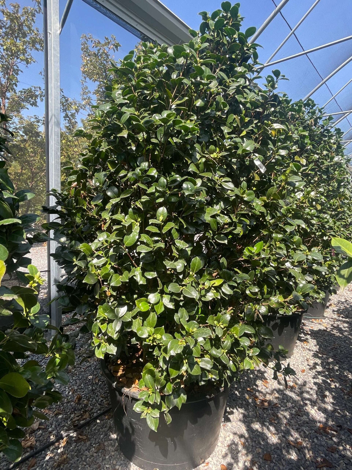 CAMELLIA japonica 'Charles Cobb'