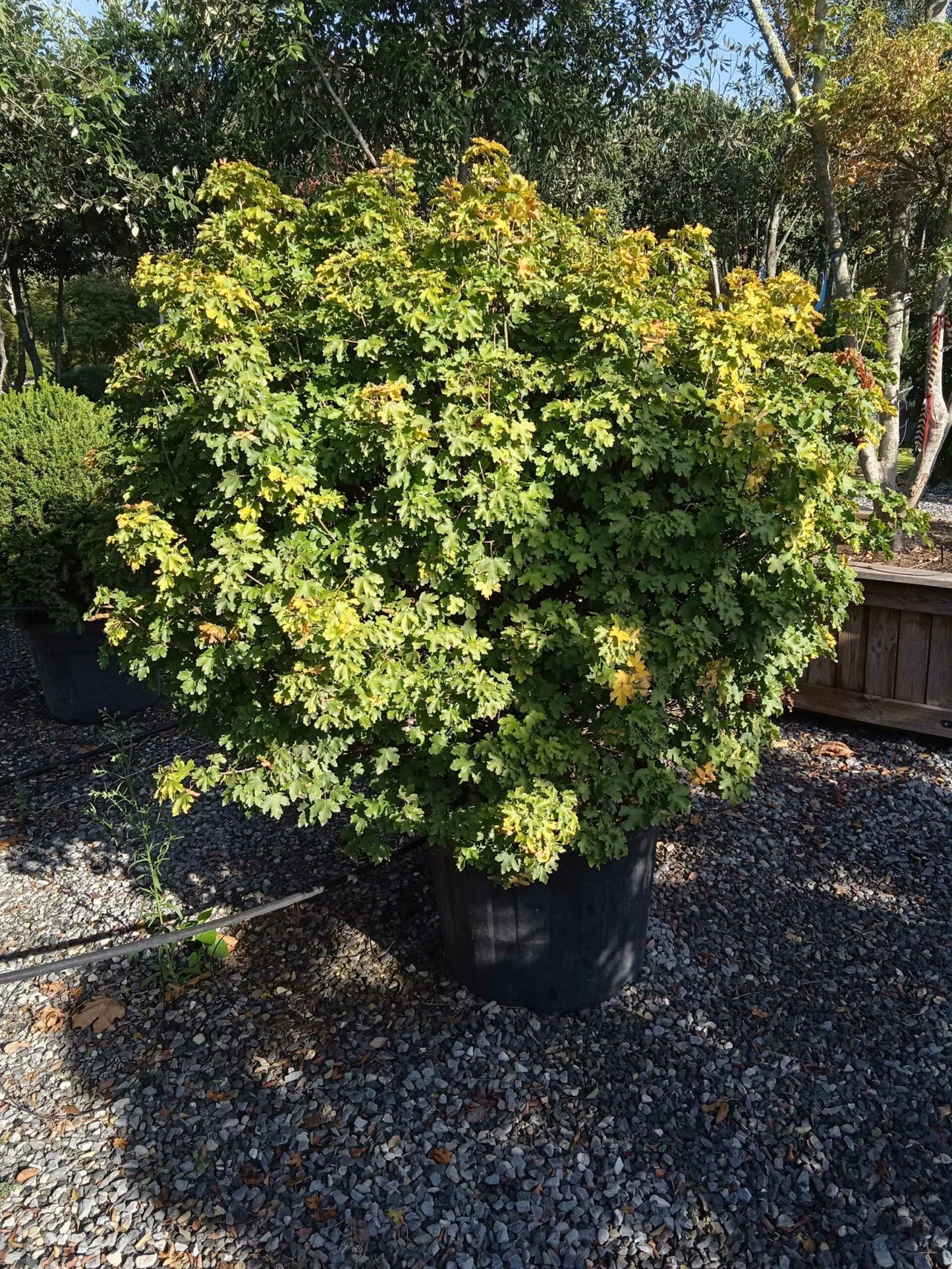 ACER campestre 'Red Shine'