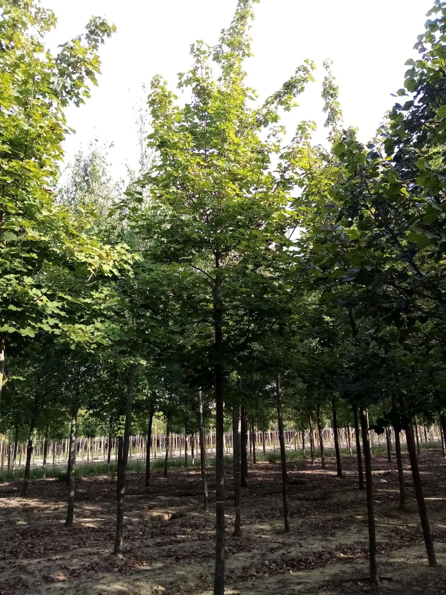 ACER platanoides 'Cleveland'