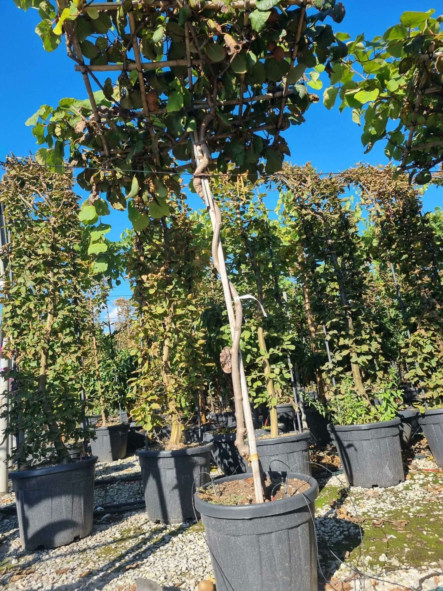 ACTINIDIA chinensis 'Maschio'