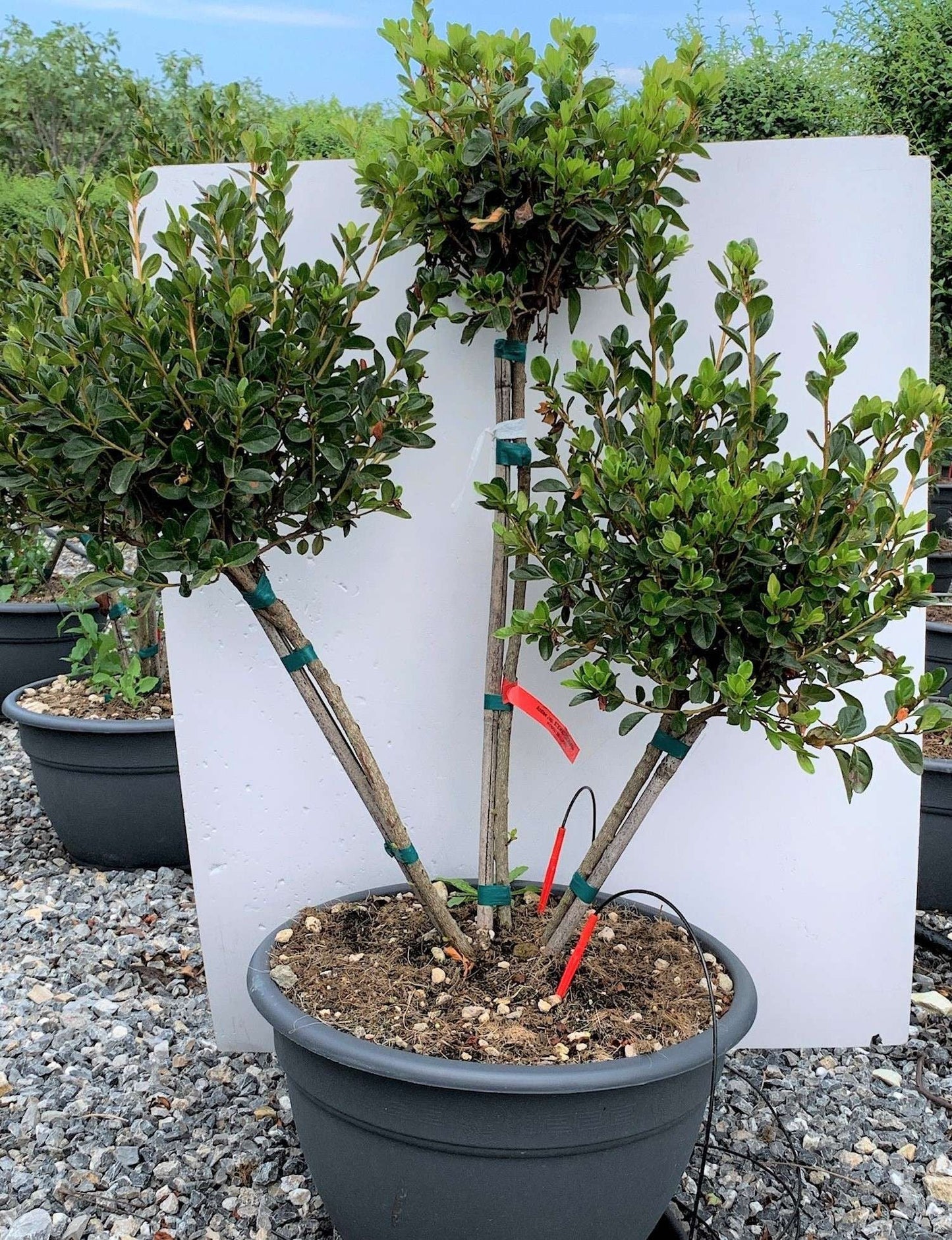 AZALEA japonica 'Bianco'