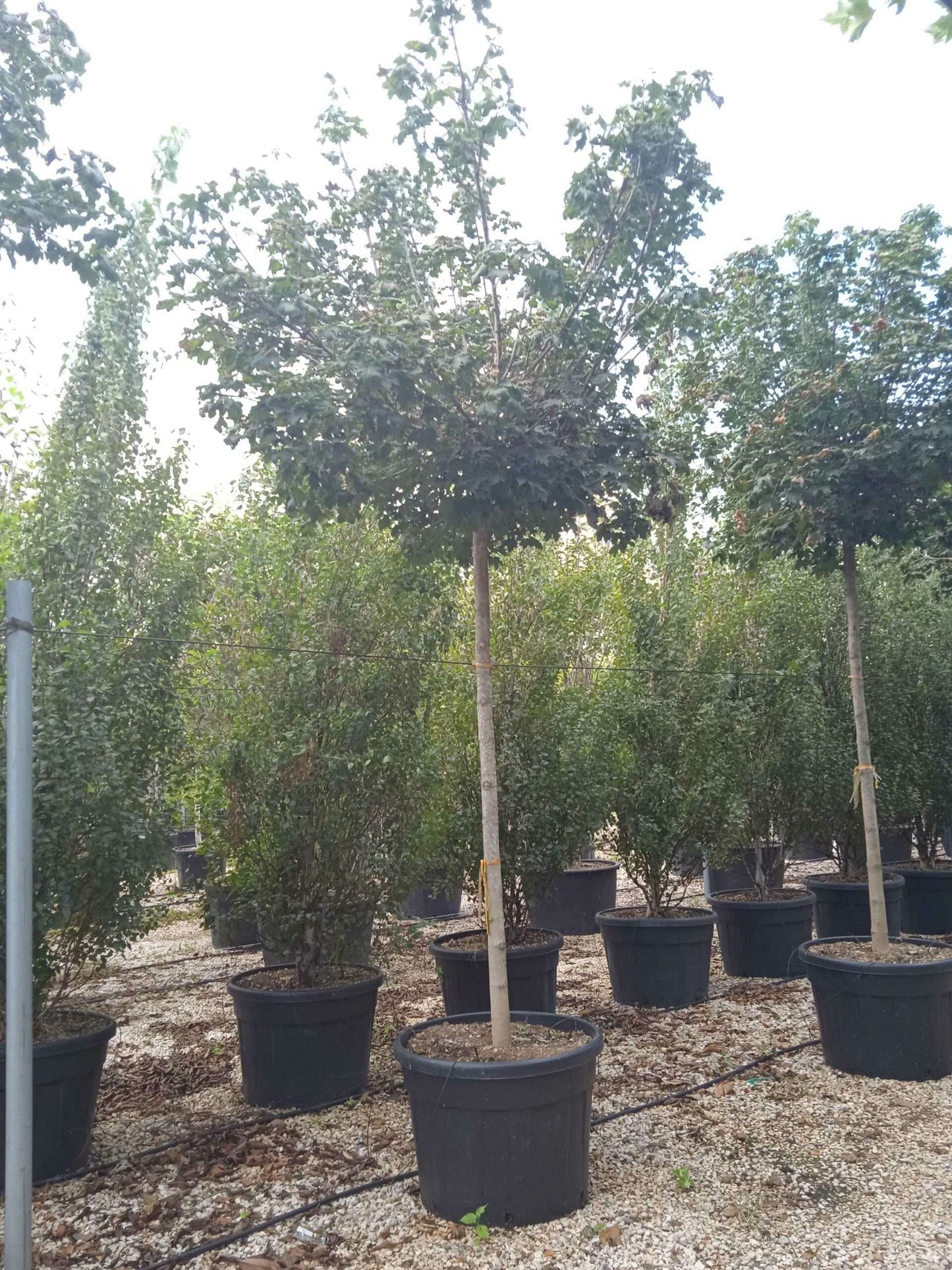 ACER platanoides 'Parkway'