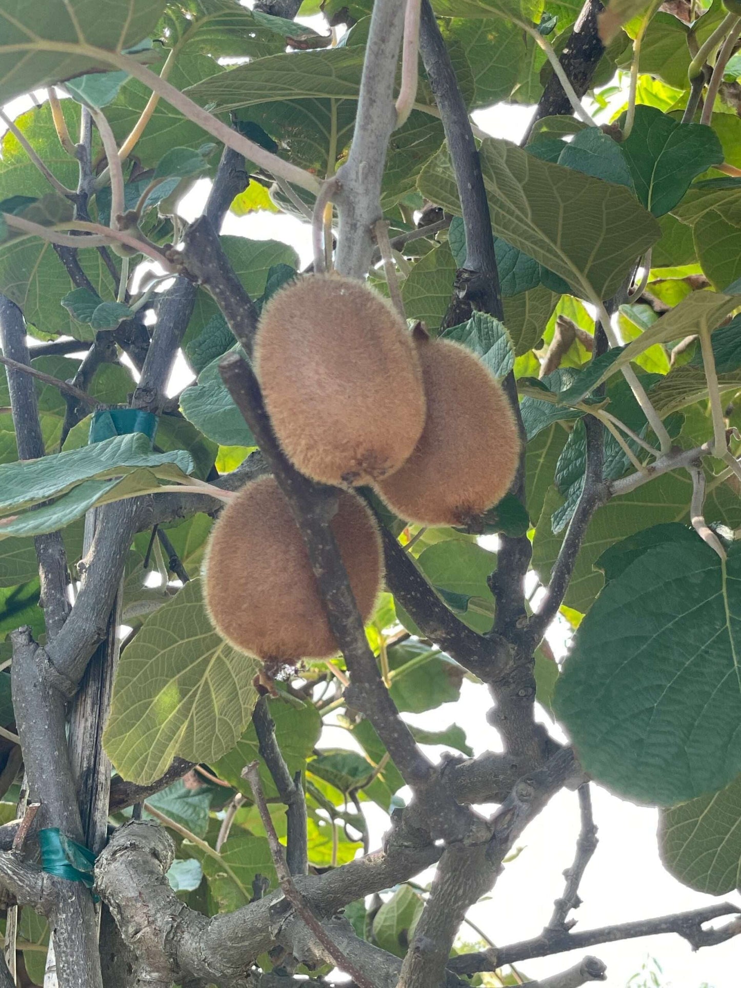 ACTINIDIA kolomikta