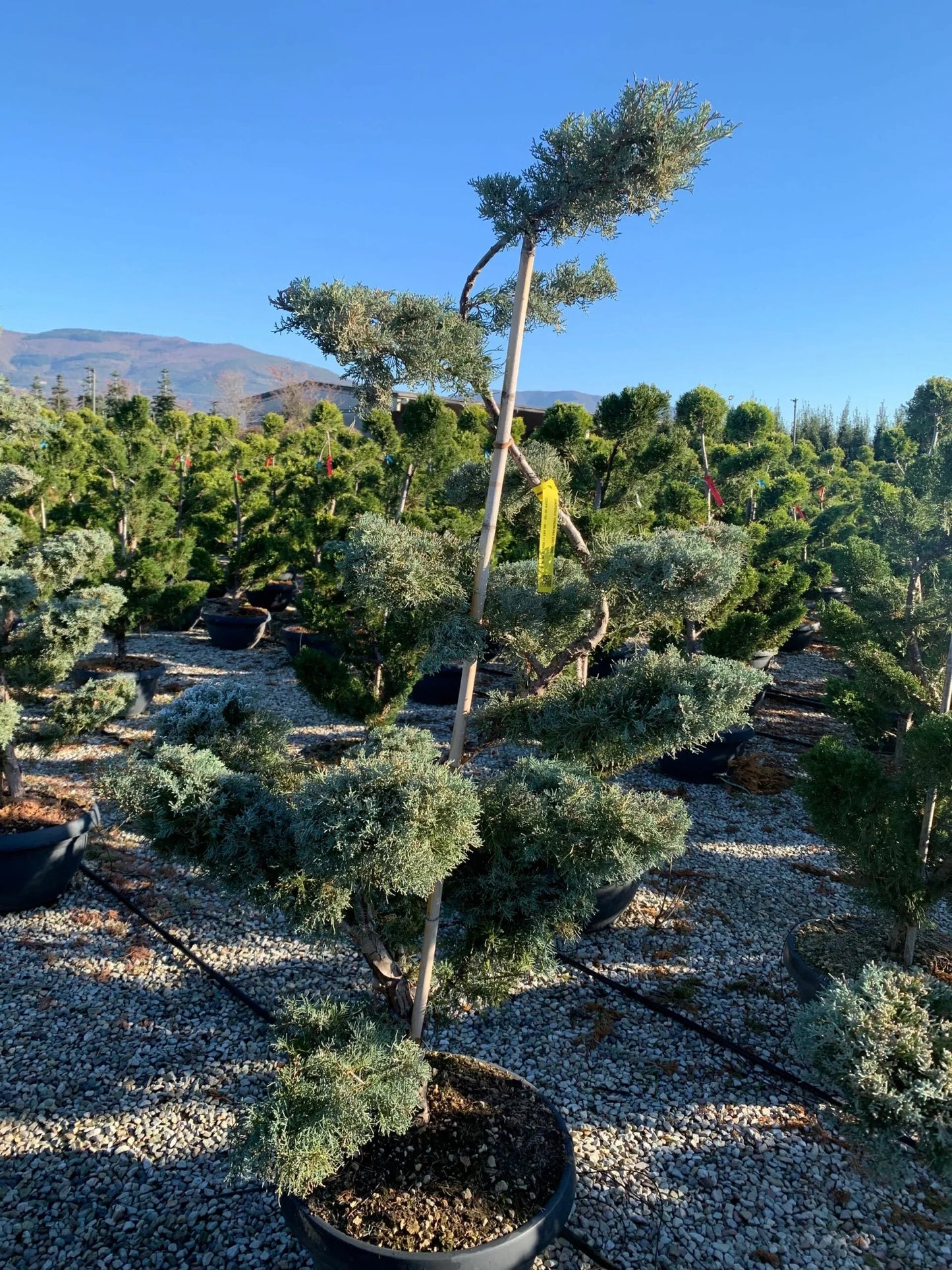 JUNIPERUS virginiana 'Hetzii Glauca'