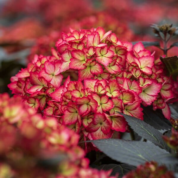HYDRANGEA macrophylla 'Eclipse' FE ®