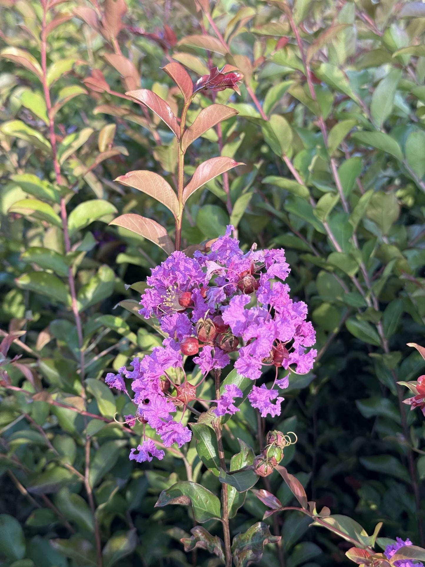 LAGERSTROEMIA indica 'Benoit'