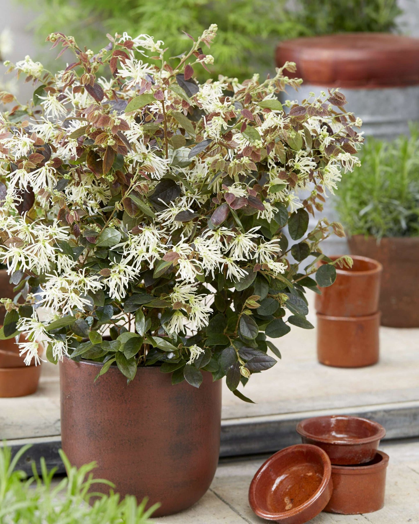 LOROPETALUM chinense 'Ruby Snow'